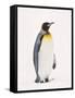 King Penguin, South Georgia Island-Lynn M^ Stone-Framed Stretched Canvas