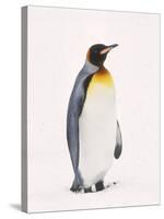 King Penguin, South Georgia Island-Lynn M^ Stone-Stretched Canvas