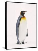 King Penguin, South Georgia Island-Lynn M^ Stone-Framed Stretched Canvas