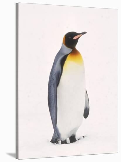 King Penguin, South Georgia Island-Lynn M^ Stone-Stretched Canvas