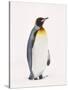 King Penguin, South Georgia Island-Lynn M^ Stone-Stretched Canvas