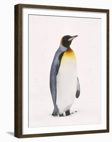 King Penguin, South Georgia Island-Lynn M^ Stone-Framed Premium Photographic Print