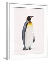 King Penguin, South Georgia Island-Lynn M^ Stone-Framed Premium Photographic Print