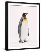 King Penguin, South Georgia Island-Lynn M^ Stone-Framed Premium Photographic Print