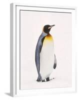 King Penguin, South Georgia Island-Lynn M^ Stone-Framed Premium Photographic Print