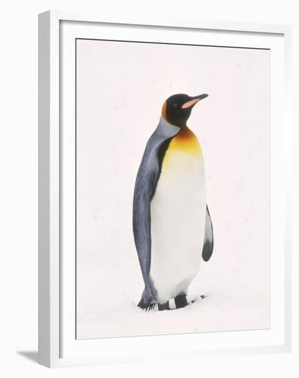 King Penguin, South Georgia Island-Lynn M^ Stone-Framed Premium Photographic Print