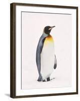 King Penguin, South Georgia Island-Lynn M^ Stone-Framed Premium Photographic Print