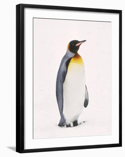 King Penguin, South Georgia Island-Lynn M^ Stone-Framed Premium Photographic Print