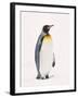 King Penguin, South Georgia Island-Lynn M^ Stone-Framed Premium Photographic Print