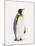 King Penguin, South Georgia Island-Lynn M^ Stone-Mounted Premium Photographic Print