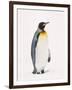 King Penguin, South Georgia Island-Lynn M^ Stone-Framed Premium Photographic Print