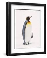 King Penguin, South Georgia Island-Lynn M^ Stone-Framed Premium Photographic Print