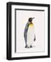 King Penguin, South Georgia Island-Lynn M^ Stone-Framed Premium Photographic Print