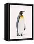 King Penguin, South Georgia Island-Lynn M^ Stone-Framed Stretched Canvas