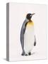 King Penguin, South Georgia Island-Lynn M^ Stone-Stretched Canvas