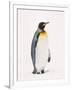 King Penguin, South Georgia Island-Lynn M^ Stone-Framed Photographic Print