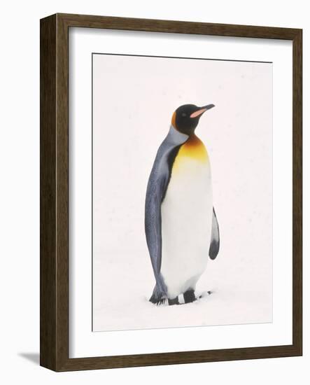 King Penguin, South Georgia Island-Lynn M^ Stone-Framed Photographic Print