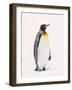 King Penguin, South Georgia Island-Lynn M^ Stone-Framed Photographic Print