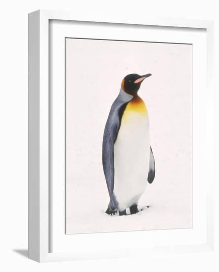 King Penguin, South Georgia Island-Lynn M^ Stone-Framed Photographic Print