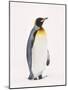 King Penguin, South Georgia Island-Lynn M^ Stone-Mounted Photographic Print