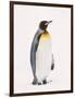 King Penguin, South Georgia Island-Lynn M^ Stone-Framed Photographic Print