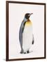 King Penguin, South Georgia Island-Lynn M^ Stone-Framed Photographic Print