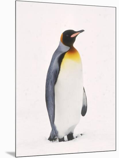 King Penguin, South Georgia Island-Lynn M^ Stone-Mounted Photographic Print