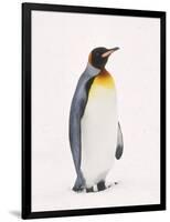 King Penguin, South Georgia Island-Lynn M^ Stone-Framed Photographic Print