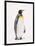 King Penguin, South Georgia Island-Lynn M^ Stone-Framed Photographic Print