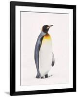 King Penguin, South Georgia Island-Lynn M^ Stone-Framed Photographic Print