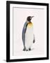 King Penguin, South Georgia Island-Lynn M^ Stone-Framed Photographic Print