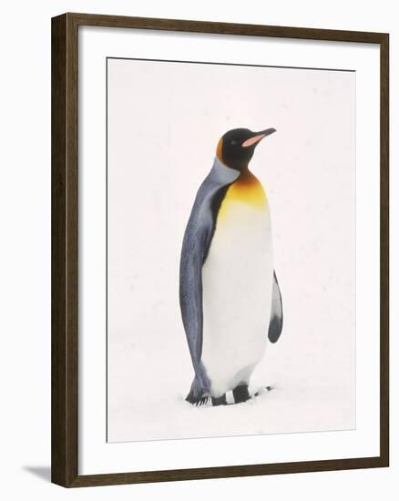 King Penguin, South Georgia Island-Lynn M^ Stone-Framed Photographic Print