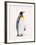 King Penguin, South Georgia Island-Lynn M^ Stone-Framed Photographic Print