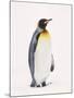 King Penguin, South Georgia Island-Lynn M^ Stone-Mounted Photographic Print