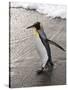 King Penguin, St. Andrews Bay, South Georgia, South Atlantic-Robert Harding-Stretched Canvas