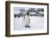 King Penguin Standing apart from the Flock-DLILLC-Framed Photographic Print