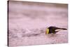 King Penguin Swimming in Tide Pool-Paul Souders-Stretched Canvas