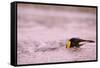 King Penguin Swimming in Tide Pool-Paul Souders-Framed Stretched Canvas