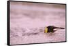 King Penguin Swimming in Tide Pool-Paul Souders-Framed Stretched Canvas