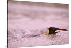 King Penguin Swimming in Tide Pool-Paul Souders-Stretched Canvas