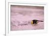 King Penguin Swimming in Tide Pool-Paul Souders-Framed Photographic Print