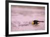 King Penguin Swimming in Tide Pool-Paul Souders-Framed Photographic Print