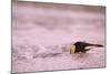 King Penguin Swimming in Tide Pool-Paul Souders-Mounted Photographic Print