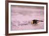 King Penguin Swimming in Tide Pool-Paul Souders-Framed Photographic Print