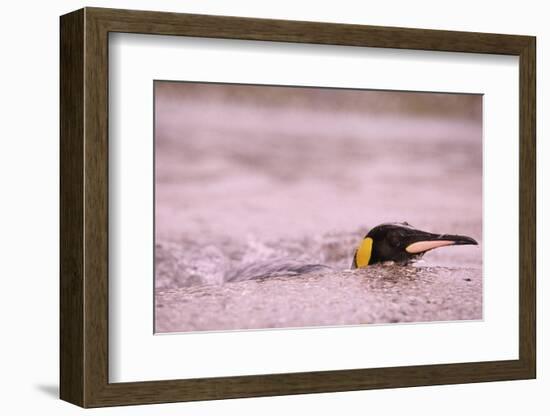 King Penguin Swimming in Tide Pool-Paul Souders-Framed Photographic Print
