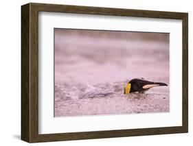 King Penguin Swimming in Tide Pool-Paul Souders-Framed Photographic Print