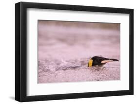 King Penguin Swimming in Tide Pool-Paul Souders-Framed Photographic Print