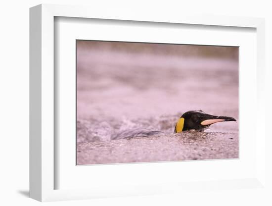 King Penguin Swimming in Tide Pool-Paul Souders-Framed Photographic Print