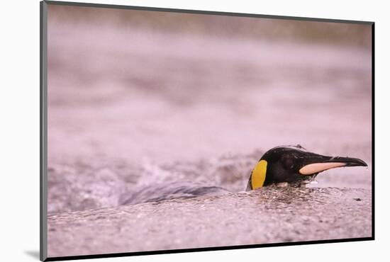 King Penguin Swimming in Tide Pool-Paul Souders-Mounted Photographic Print