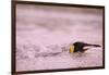 King Penguin Swimming in Tide Pool-Paul Souders-Framed Photographic Print